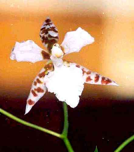 Lemboglossum ehrenbergii